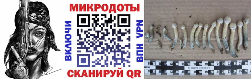 даркнет клад  кракен tor  Галлюциногенные грибы Cubensis  Почеп  как найти  